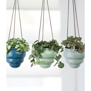 Corona GIG/HBOMTRIO  Burgon & Ball® Baby Bombini Trio Vases