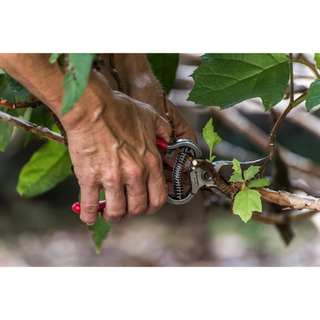 Corona SP 9934  BP 3160 ClassicCUT Bypass Pruner Bonus Pack