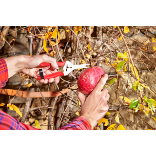 Corona AG 4940SS  Long Curved Snips - Stainless Steel, 1¾ Inch