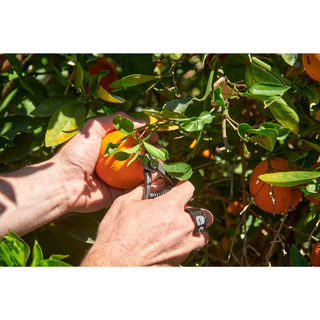 Corona AG 5060 Orange and Apple Bypass Shears