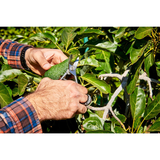 Corona AG 5040  Avocado Shears