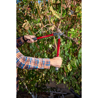 Corona AL 8350  ClassicCUT® Bypass Lopper - 20 Inch
