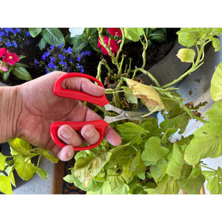 Corona FS 4130  Hydroponic Scissors