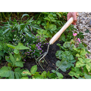 Corona GTH/SCCMHRHS Mid-Handled Stainless Steel Claw Cultivator, Wood Grip, RHS Endorsed