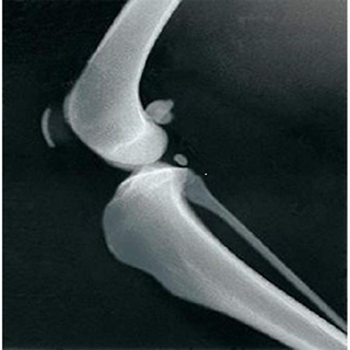 3M Ultra Detail Plus Veterinary X-ray Film (Green sensitive), 10" x 12"